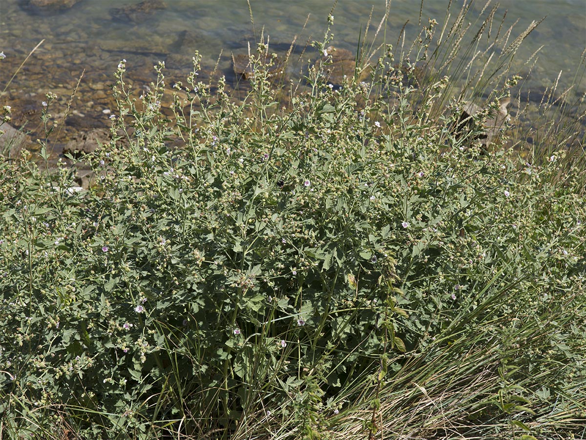 Althaea officinalis